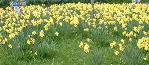 Daffodils in the parish